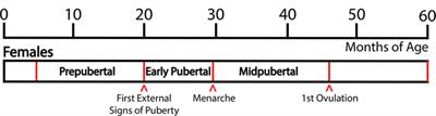 Role of Kisspeptin and Neurokinin B in Puberty in Female Non-Human Primates